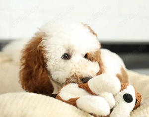 Giant pudel Mädchen 