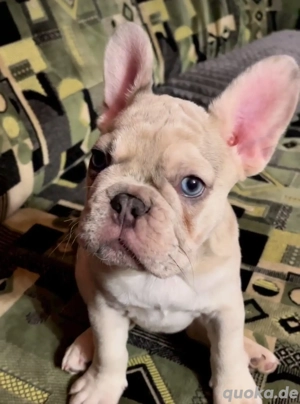 Französische Bulldogge Rüde... 