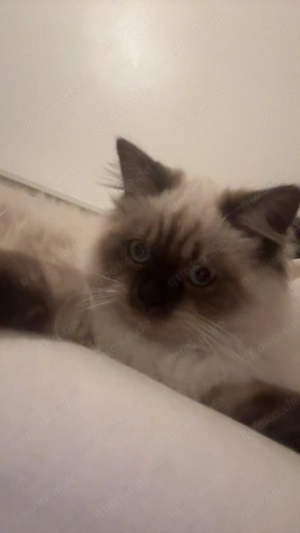 Kitte (Kater) sucht ein neues Zuhause 