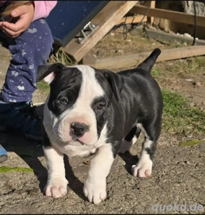 Hündin sucht Zuhause 