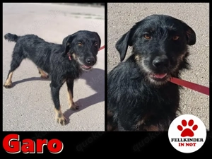junger aktiver Terrier Mischlings Garo sucht ein Zuhause oder Pflegestelle