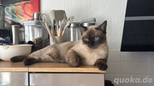 Wunderschöner Siam-Kater, 1 Jahr alt, sucht liebevolles neues Zuhause