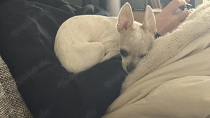 Chihuahua Welpe (ca. 4 Monate) 