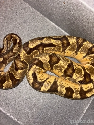 Königspython Enchi Morph 0.1