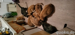 Bengal Katzen Mischlinge 