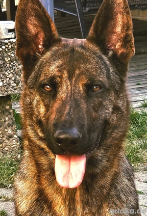 Wurf Ankündigunge X-Herder + Mali