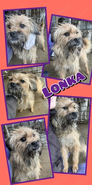 kleine, lustige, offene, menschenbezogene Traumhündin "Lonka" sucht ein schönes Zuhause 