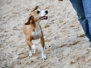 Linus sucht sein Zuhause (noch auf Sardinien) Bild 5