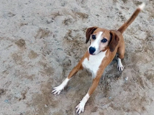 Linus sucht sein Zuhause (noch auf Sardinien) Bild 6