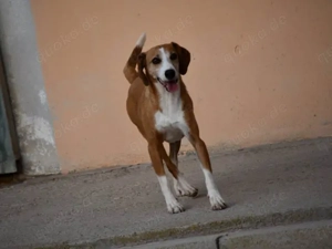 Linus sucht sein Zuhause (noch auf Sardinien) Bild 2
