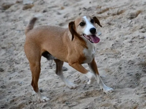 Linus sucht sein Zuhause (noch auf Sardinien) Bild 4