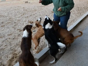 Linus sucht sein Zuhause (noch auf Sardinien) Bild 3
