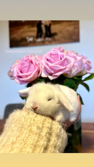 Extrem zahme Zwergwidder dürfen reserviert werden! Minilop Kaninchen Zwergkaninchen 