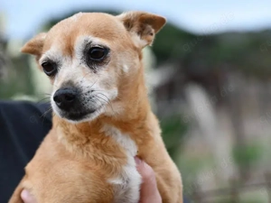 Mia sucht ihr Zuhause (noch auf Sardinien)