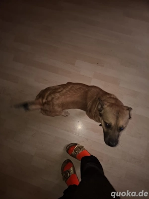 Belgischer Schäferhund Dackel mix 