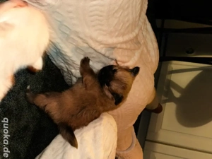 Chihuahua Spitzwelpen 