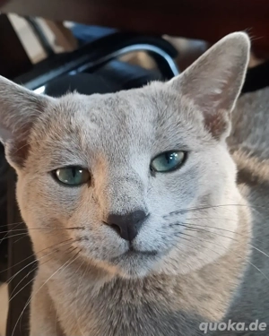 Russisch Blau Deckkater