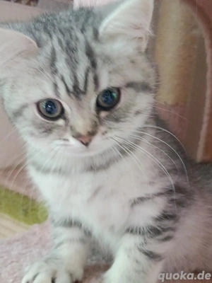 bkh kitten britisch bkh  reinrassige silver getigert blau 
