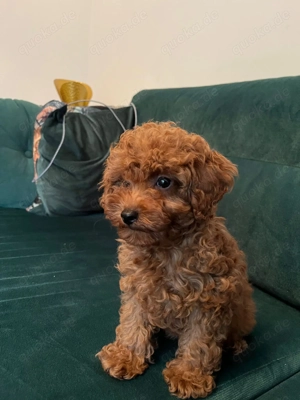 Toy Pudel sucht liebevolles Zuhause