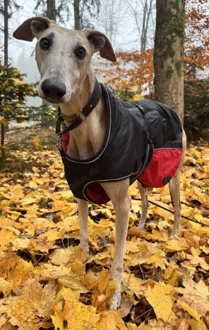Stitch der sanfte Galgo , wartet in Bayern