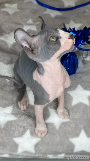 Sphynx  Elf