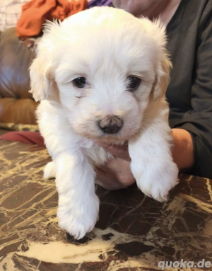 Malteser-Shi-Tzu Mix Welpen