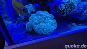 Meerwasser Korallen lps XXL Blasenkoralle