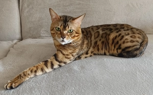 Bengal Cat (Deckkater)