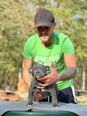 American Bully Pocket