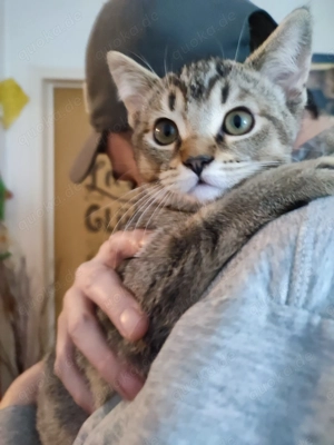Kater kitten Auszugsbereit 