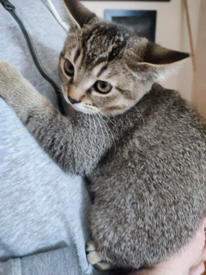 Kater kitten Auszugsbereit 