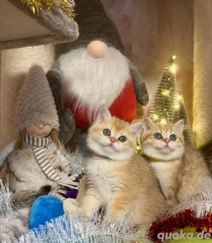 Reinrassige BKH Kitten mit Stammbaum 