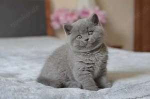 Unsere reinrassige Britisch Kurzhaar-Kätzchenfamilie hat fünf wunderschöne Kätzchen zur Welt gebrach