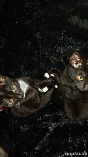 katzenkinder abzugeben   7 monate alt 