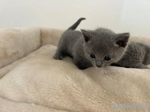 Russisch blau kitten