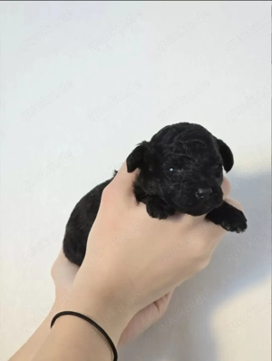 Zwergpudel Toypudel Welpe