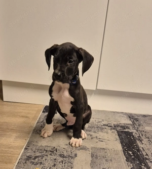 Deutsche Doggen Welpen 
