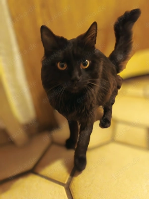 Kater sucht liebevolle Zuhause