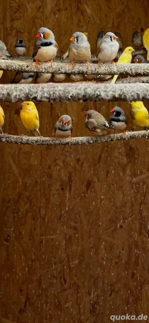 kanarienvögel und Zebrafinken abzugeben.