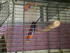 Verkaufe Banandsittiche