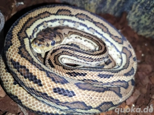 morelia spilota mc dowelli Männchen 