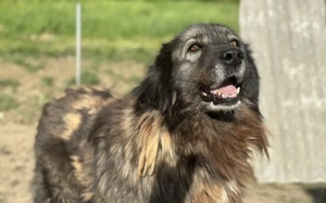 Mahkari wünscht sich ein Zuhause!