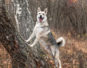 Freundlicher und aktiver Ford sucht seine Familie  Bild 3