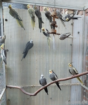 Junge Nymphensittiche 