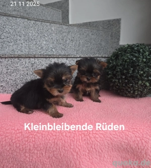 Yorkshire Terrier Babys  Chip