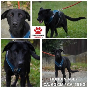 Abby Traumhund Retriever Mischling Hündin sucht Zuhause oder Pflegestelle