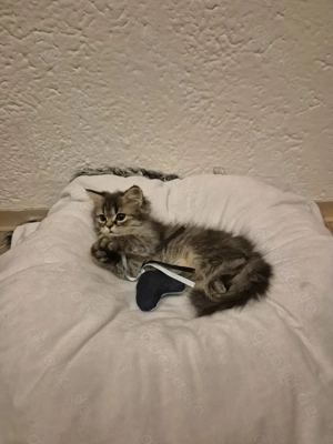 Edel Mix Perser BKH Babys