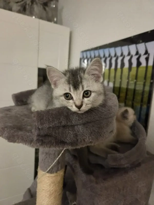 BKH Kitten zum Verkaufen 6 Kitten