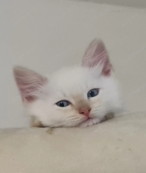 Ragdoll Schätzchen Update II