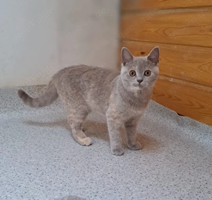 BKH britisch kurzhaar weiblich tortie